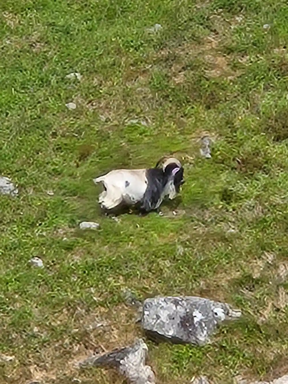Goat grazing on green hillside with scattered rocks