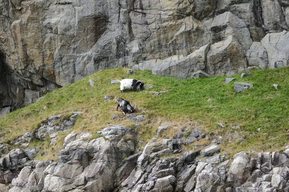 Goats grazing on grassy slope below rocky cliff
