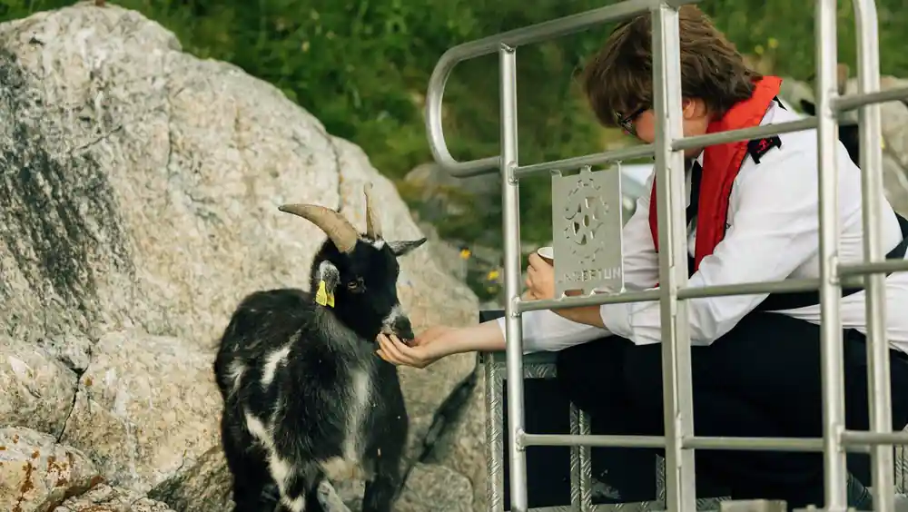 Person feeding goat from boat railing on rocky shore
