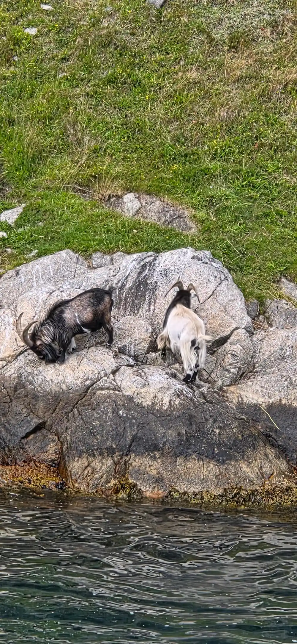 Two goats resting on rocky ground with grass